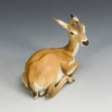 Junge Gazelle - photo 2