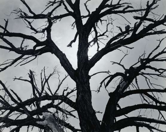 Adams, Ansel. ANSEL ADAMS (1902–1984) - photo 1