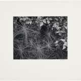 Adams, Ansel. ANSEL ADAMS (1902–1984) - photo 2