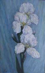 White irises.
