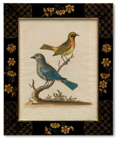 TWELVE HAND-COLOURED ENGRAVINGS FROM `A NATURAL HISTORY OF UNCOMMON BIRDS` - Foto 2