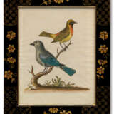 TWELVE HAND-COLOURED ENGRAVINGS FROM `A NATURAL HISTORY OF UNCOMMON BIRDS` - Foto 2
