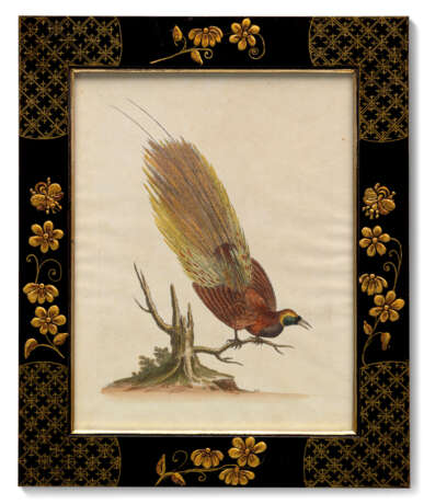 TWELVE HAND-COLOURED ENGRAVINGS FROM `A NATURAL HISTORY OF UNCOMMON BIRDS` - Foto 3