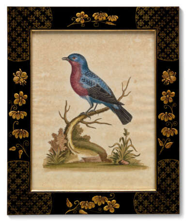 TWELVE HAND-COLOURED ENGRAVINGS FROM `A NATURAL HISTORY OF UNCOMMON BIRDS` - Foto 4