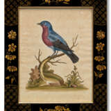 TWELVE HAND-COLOURED ENGRAVINGS FROM `A NATURAL HISTORY OF UNCOMMON BIRDS` - Foto 4