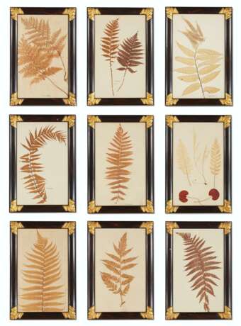 A SET OF EIGHTEEN PRESSED LEAF AND FERN SPECIMENS - Foto 2