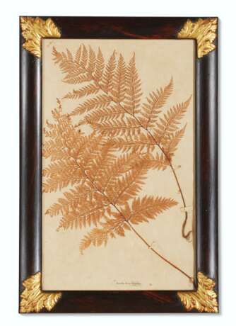 A SET OF EIGHTEEN PRESSED LEAF AND FERN SPECIMENS - photo 3