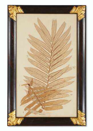 A SET OF EIGHTEEN PRESSED LEAF AND FERN SPECIMENS - photo 9
