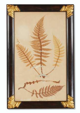 A SET OF EIGHTEEN PRESSED LEAF AND FERN SPECIMENS - Foto 11