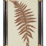 A SET OF EIGHTEEN PRESSED LEAF AND FERN SPECIMENS - Foto 19