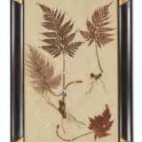 A SET OF EIGHTEEN PRESSED LEAF AND FERN SPECIMENS - Foto 36