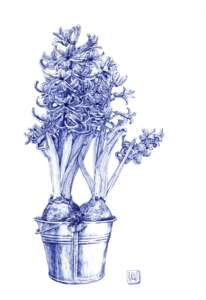 "Blue hyacinth"