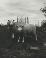 Peter Hujar (1934-1987)