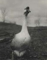 Peter Hujar (1934-1987)