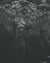 Balthasar Burkhard (né en 1944)