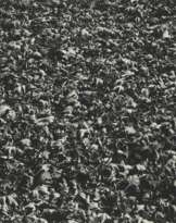 Harry Callahan (1912-1999)