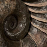 A LARGE "WINGED" AMMONITE - Foto 2
