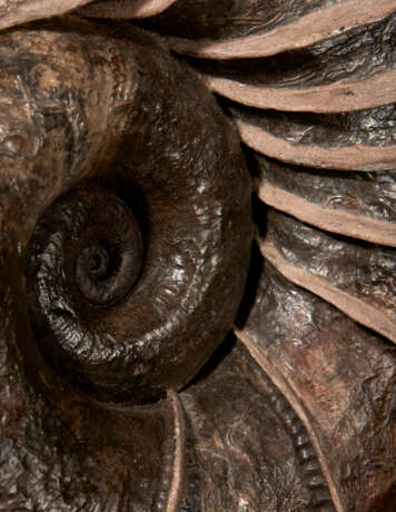 A LARGE "WINGED" AMMONITE - Foto 2