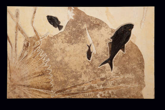 A LARGE FOSSIL FISH PLAQUE WITH FOSSIL PALM FRONDS - фото 1