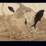 A LARGE FOSSIL FISH PLAQUE WITH FOSSIL PALM FRONDS - Foto 1