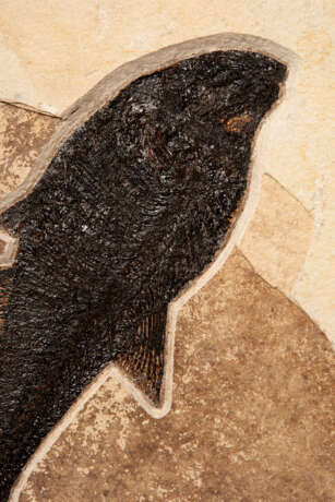 A LARGE FOSSIL FISH PLAQUE WITH FOSSIL PALM FRONDS - фото 3