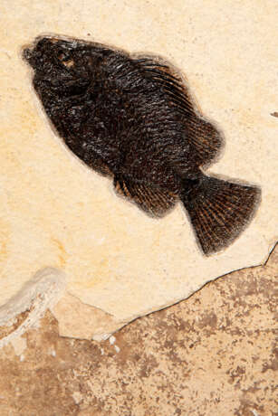 A LARGE FOSSIL FISH PLAQUE WITH FOSSIL PALM FRONDS - Foto 4