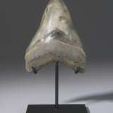 A LIGHT-GREY MEGALODON TOOTH - photo 1