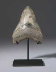 A LIGHT-GREY MEGALODON TOOTH
