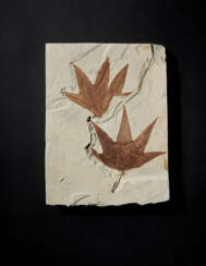 TWO FOSSIL SYCAMORE LEAVES