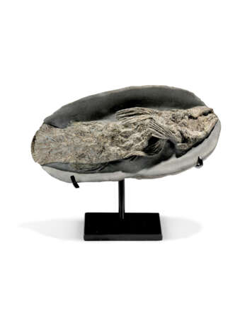 A FOSSIL COELACANTH - Foto 1