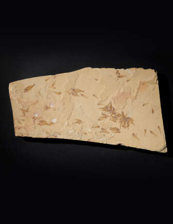 A FOSSIL "GUPPY" FISH PLAQUE - photo 1