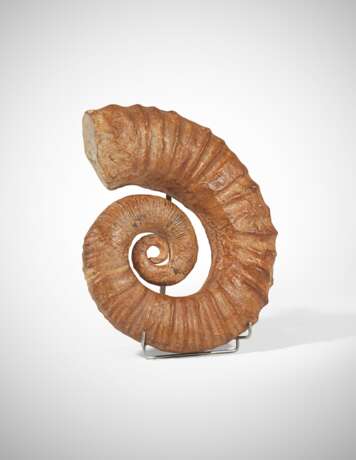 AN UNCOILED AMMONITE - Foto 1