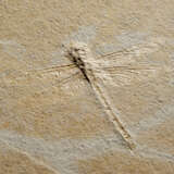 THE SLAB AND COUNTER SLAB OF A FOSSIL DRAGONFLY - Foto 2