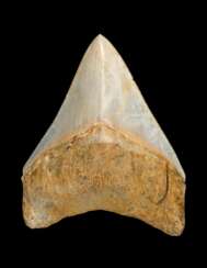 A WHITE MEGALODON TOOTH