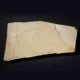 A FOSSIL "GUPPY" FISH PLAQUE - photo 2