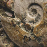 A DIVERSE MASS MORTALITY GROUP OF AMMONITES - фото 5