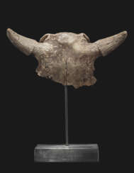 THE CROWN AND HORNS OF A FOSSIL BISON SKULL