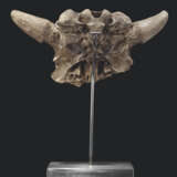 THE CROWN AND HORNS OF A FOSSIL BISON SKULL - photo 4