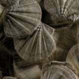 A LARGE GROUP OF FOSSILIZED SCALLOPS - фото 4