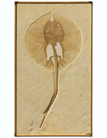 AN EXCEPTIONALLY LARGE FOSSIL STINGRAY - фото 1