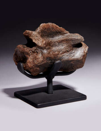 THE TAIL VERTEBRA OF A TYRANNOSAURUS REX - Foto 5