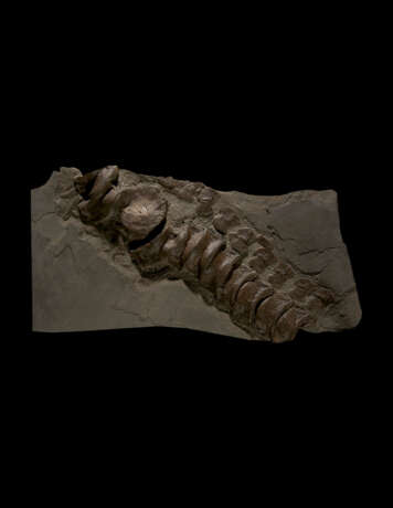 A COLUMN OF FOSSIL ICHTHYOSAUR VERTEBRAE - Foto 1