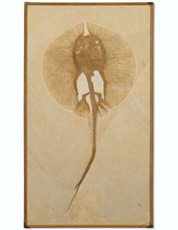 AN EXCEPTIONALLY LARGE FOSSIL STINGRAY - фото 2
