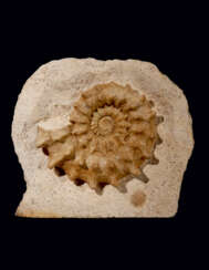 A COILED SPINY AMMONITE IN MATRIX