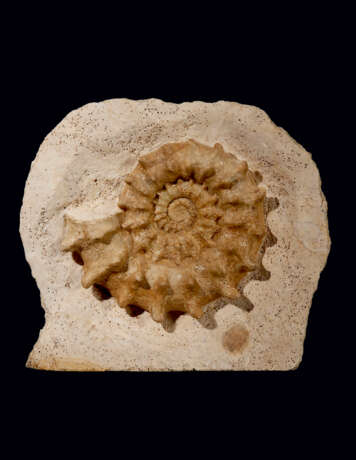 A COILED SPINY AMMONITE IN MATRIX - Foto 1