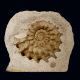 A COILED SPINY AMMONITE IN MATRIX - Foto 1