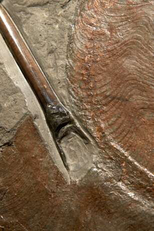 A FOSSIL PLAQUE OF FINE BELEMNITES AND AN AMMONITE - Foto 2