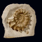 A COILED SPINY AMMONITE IN MATRIX - Foto 2