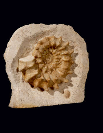 A COILED SPINY AMMONITE IN MATRIX - Foto 2