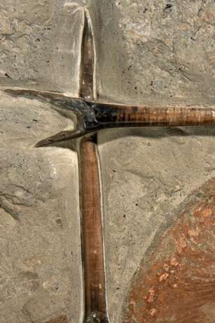 A FOSSIL PLAQUE OF FINE BELEMNITES AND AN AMMONITE - Foto 3